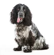 cocker spaniel